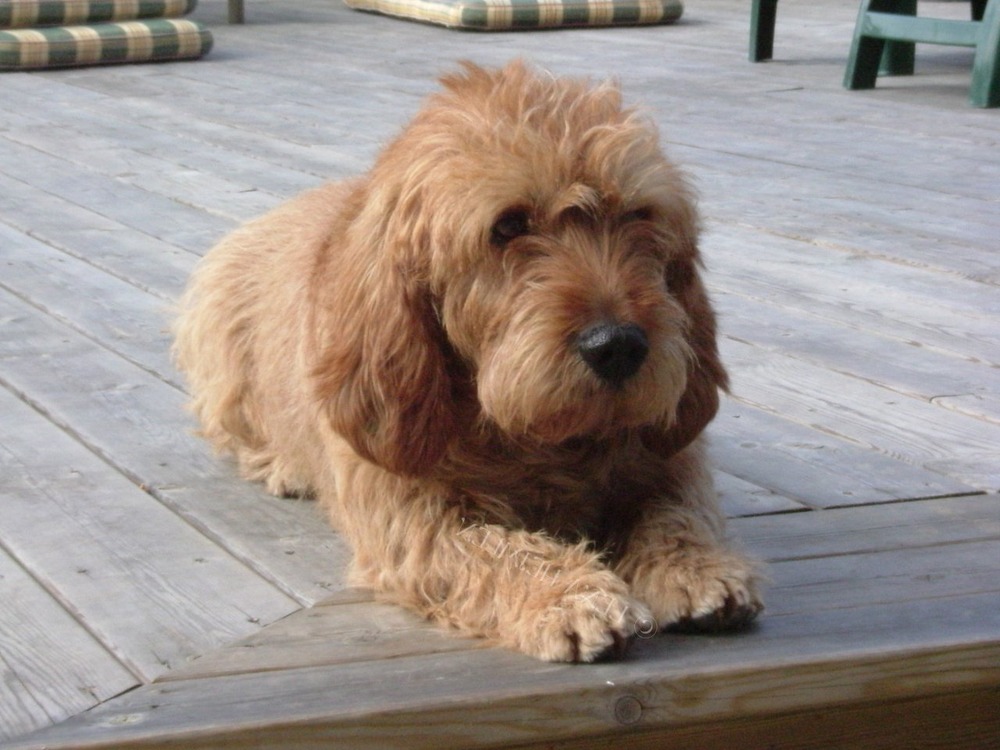 Close view of Basset Fauve de Bretagne face and ears