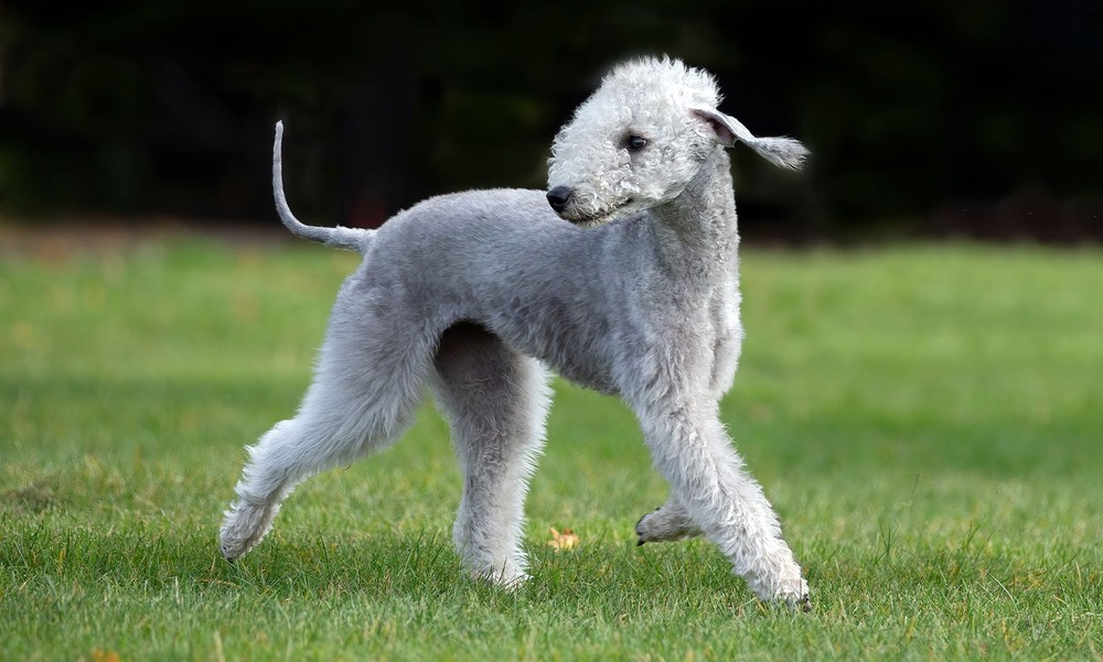 Bedlington Terrier head and coat detail