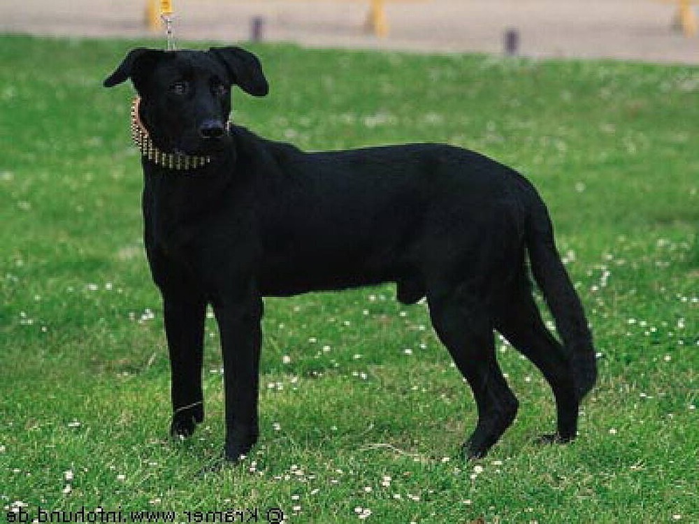 Black shepherd type dog standing outdoors