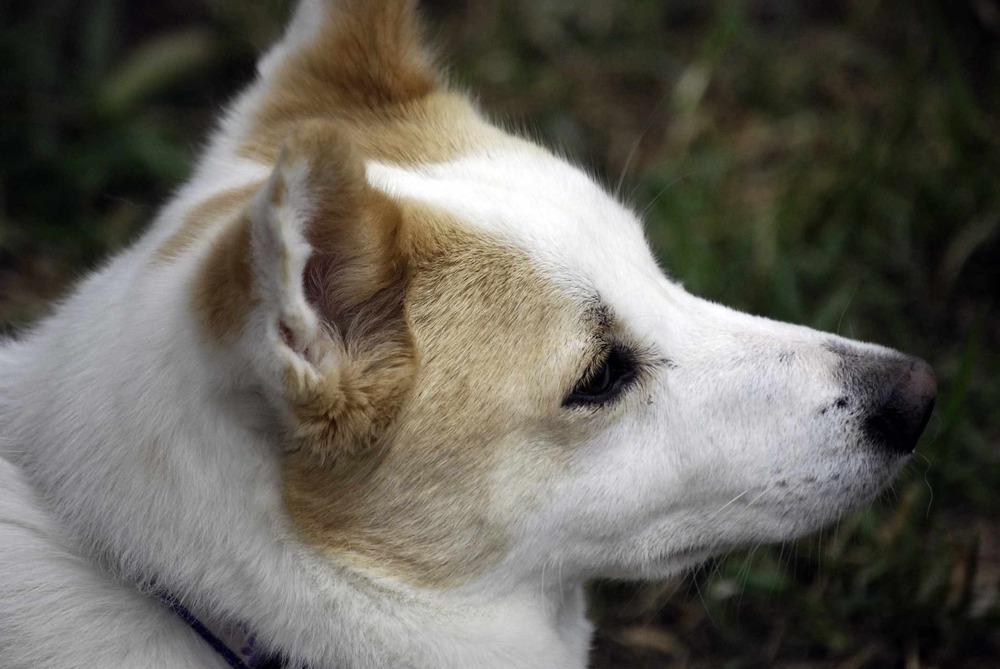 Norrbottenspets with pricked ears and curled tail
