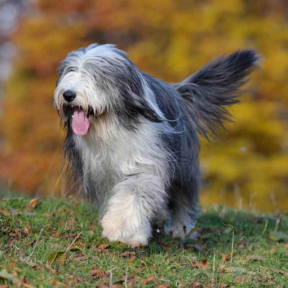 Small companion dog sitting calmly