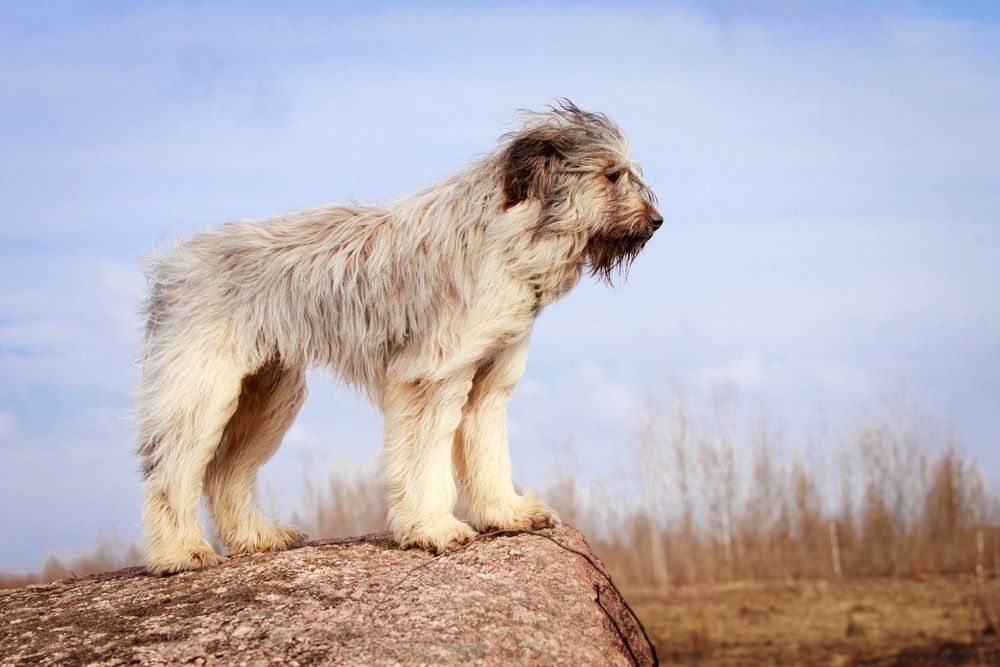 Briard resting on grass