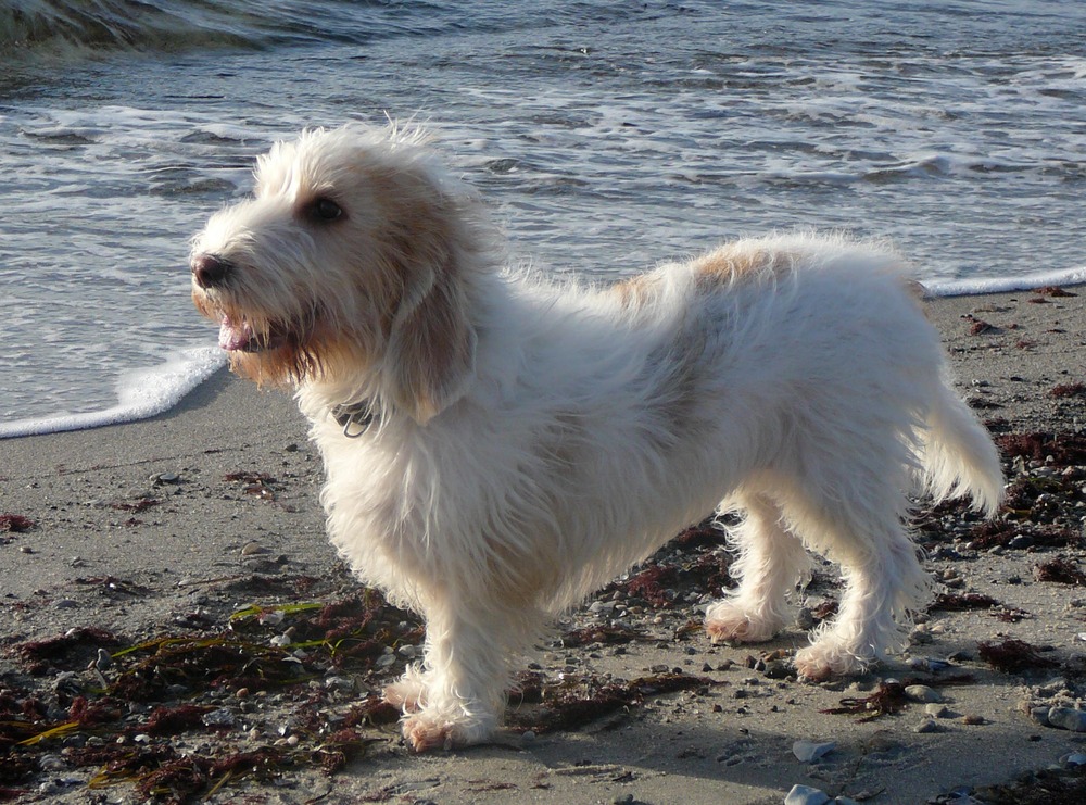 Briquet Griffon Vend&eacute;en sitting attentively