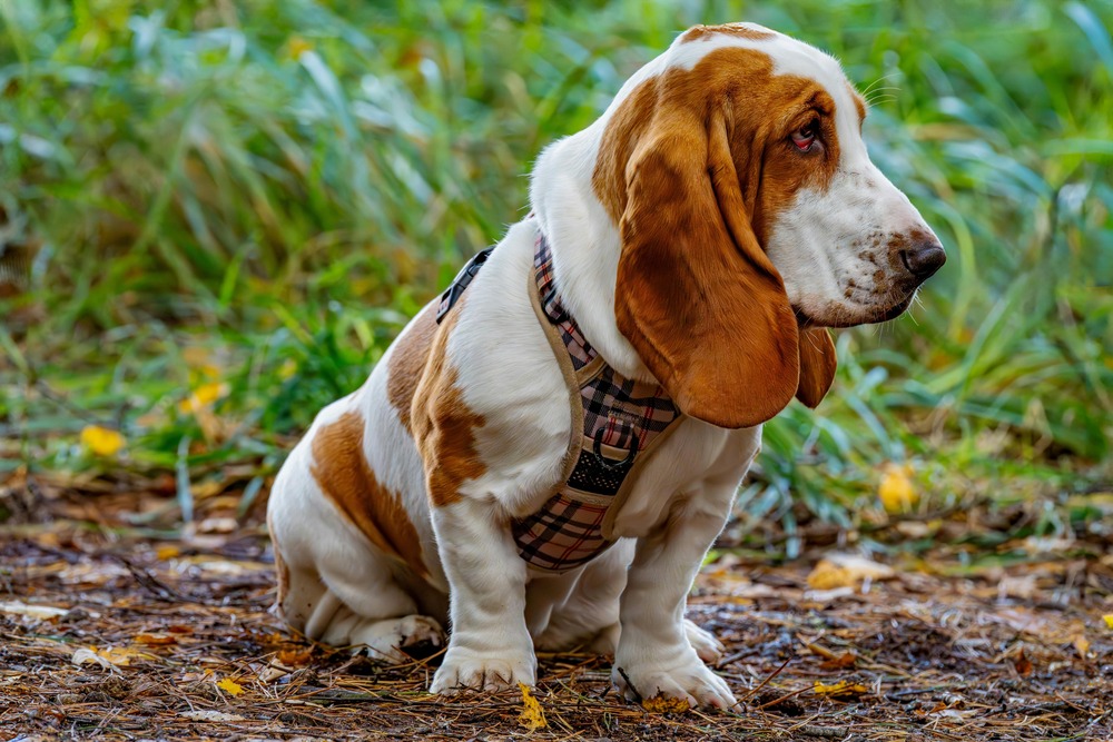 Basset Bleu de Gascogne standing side on