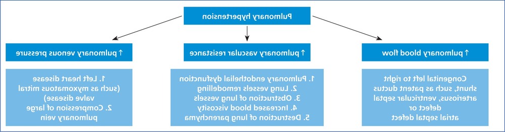 Dog being examined by a veterinarian