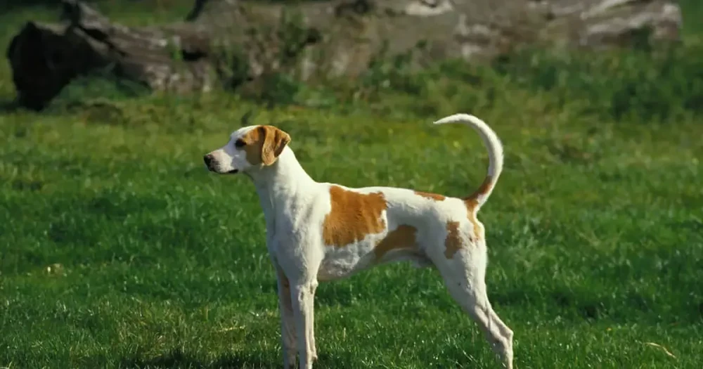French white and orange hound standing side on