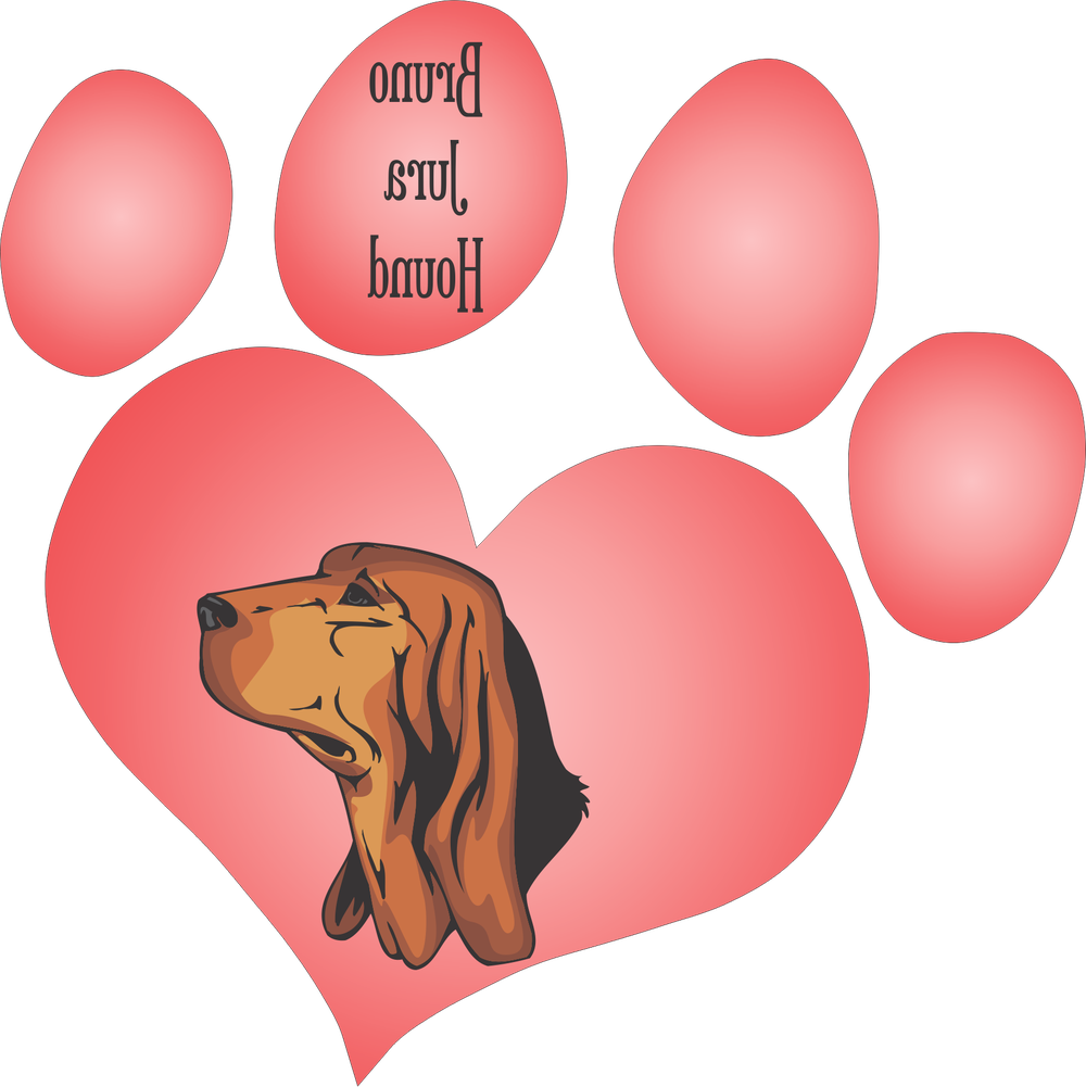 Bruno Jura Hound looking alert in grass