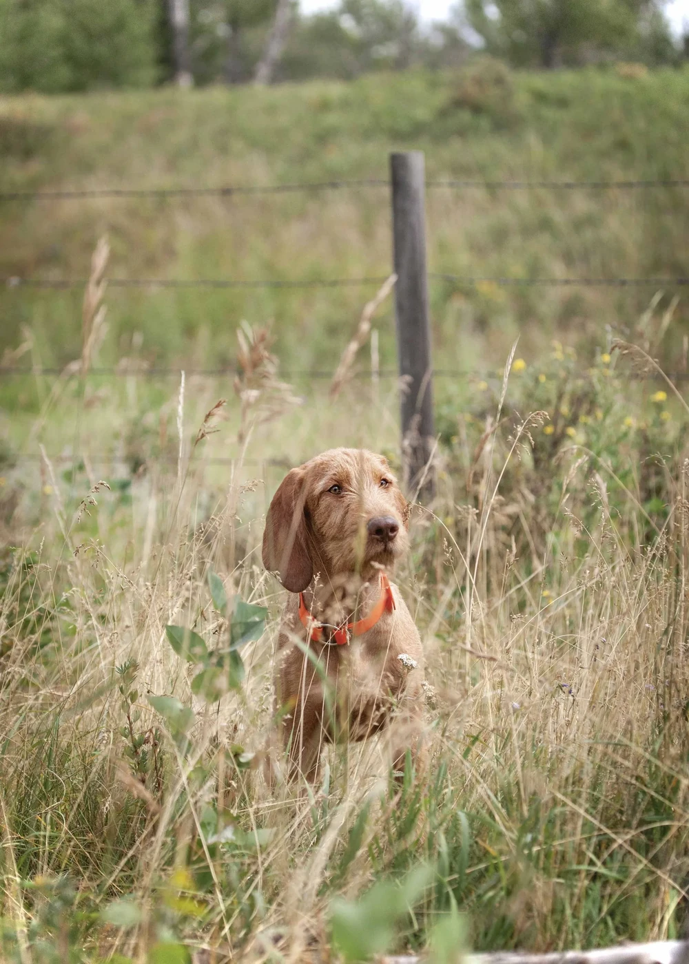 Close view of a Wirehaired Vizsla face and coat texture