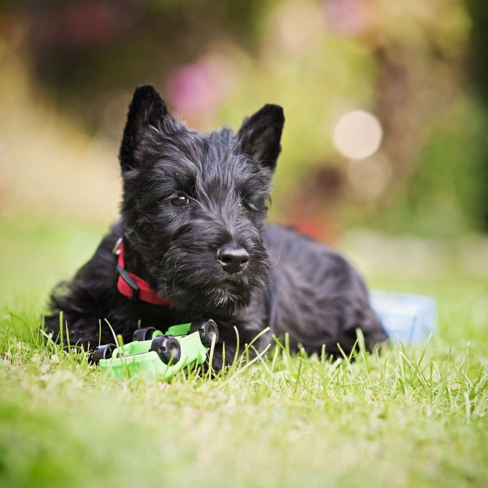 Scottish Terrier on a lead during a walk