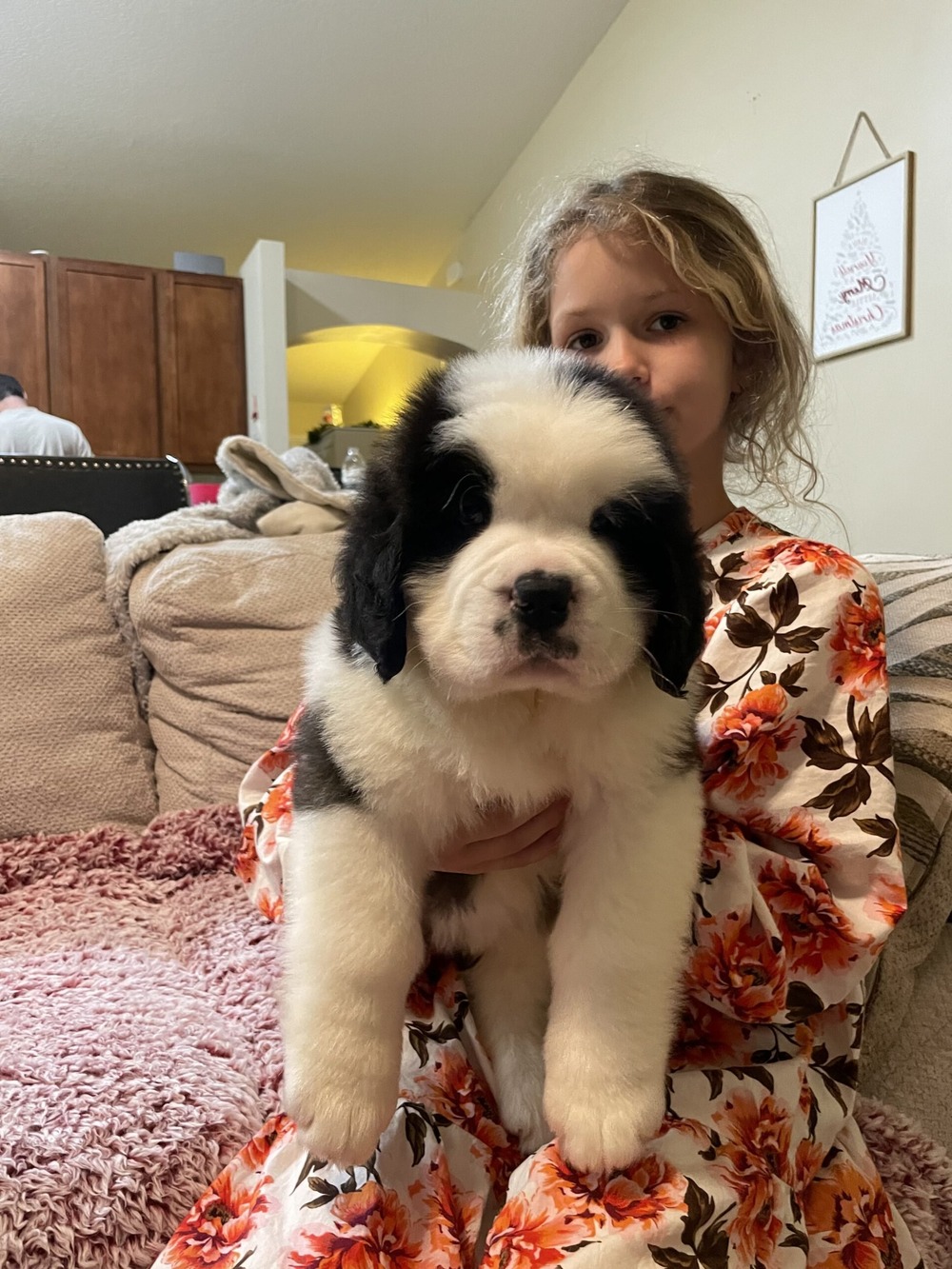 Saint Bernard standing on grass