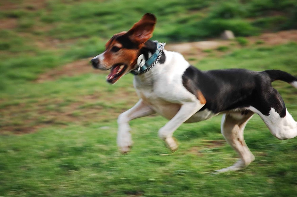 Treeing Walker Coonhound resting calmly