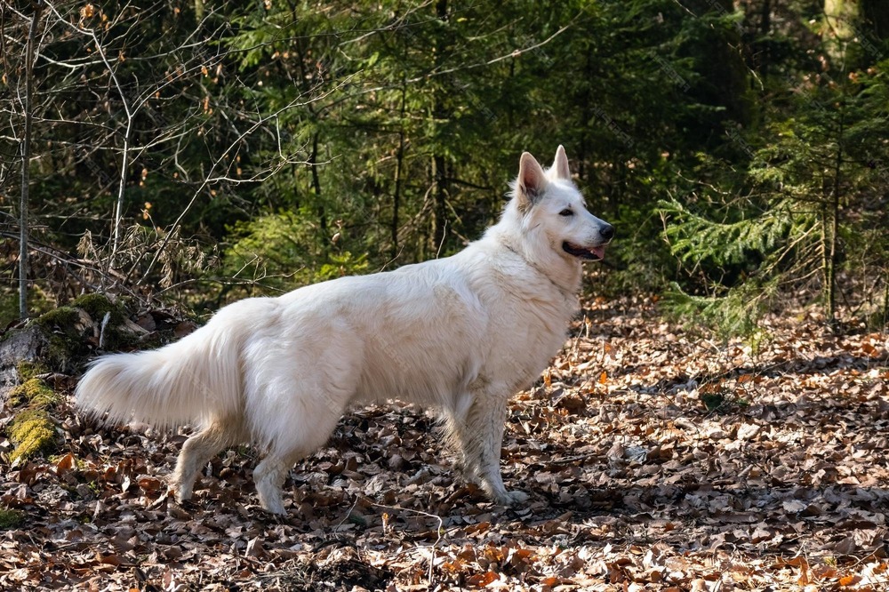 White Swiss Shepherd Dog standing outdoors with a white coat