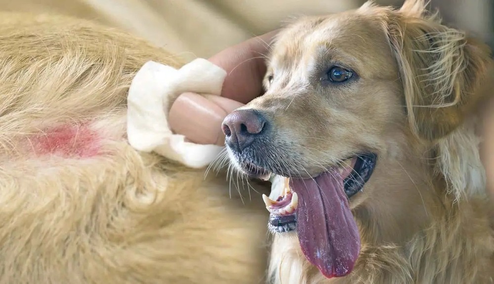 Owner comforting a dog on a couch