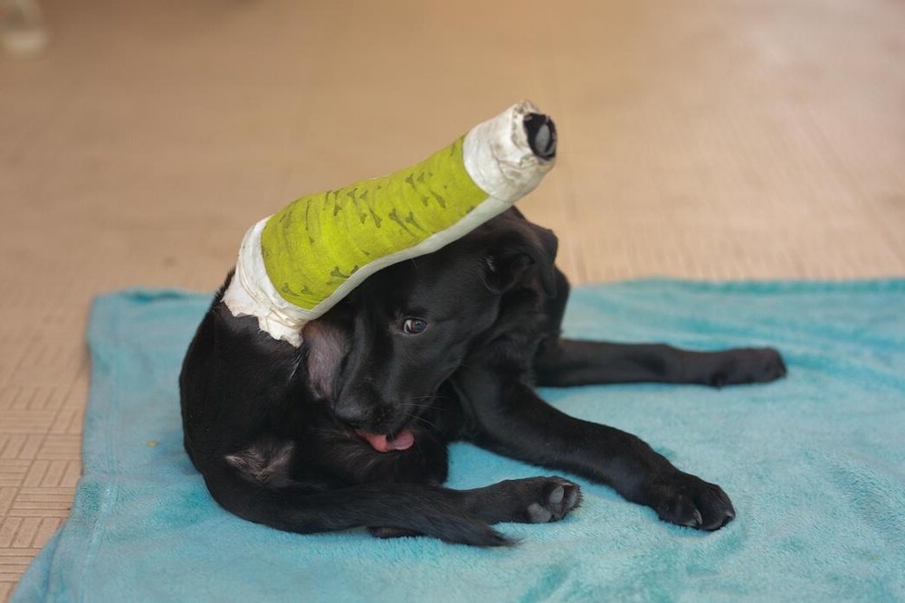 Dog being carried carefully to a car