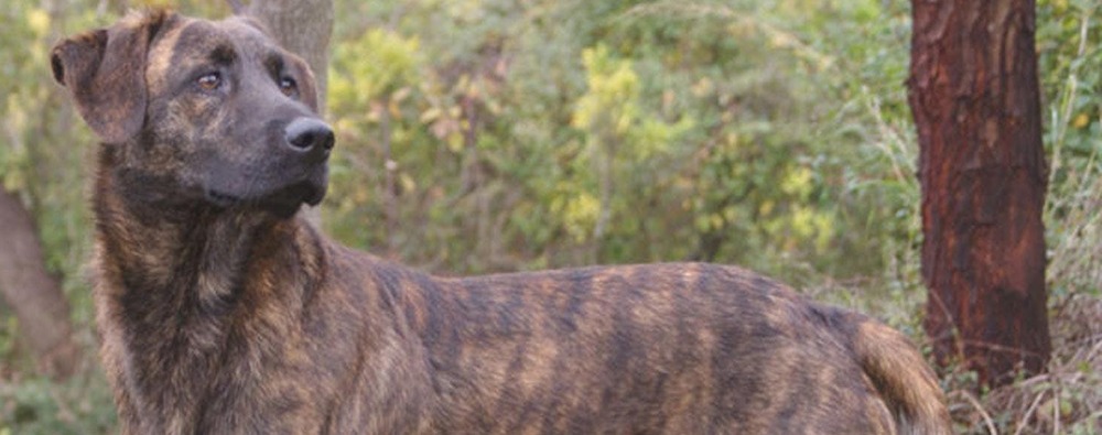 Cursinu moving across natural terrain