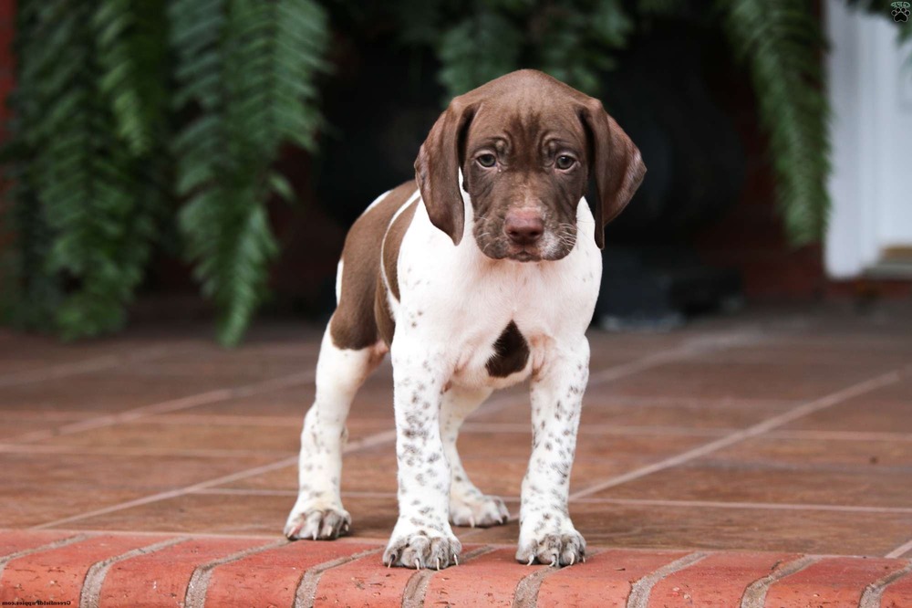 Braque Francais sitting calmly