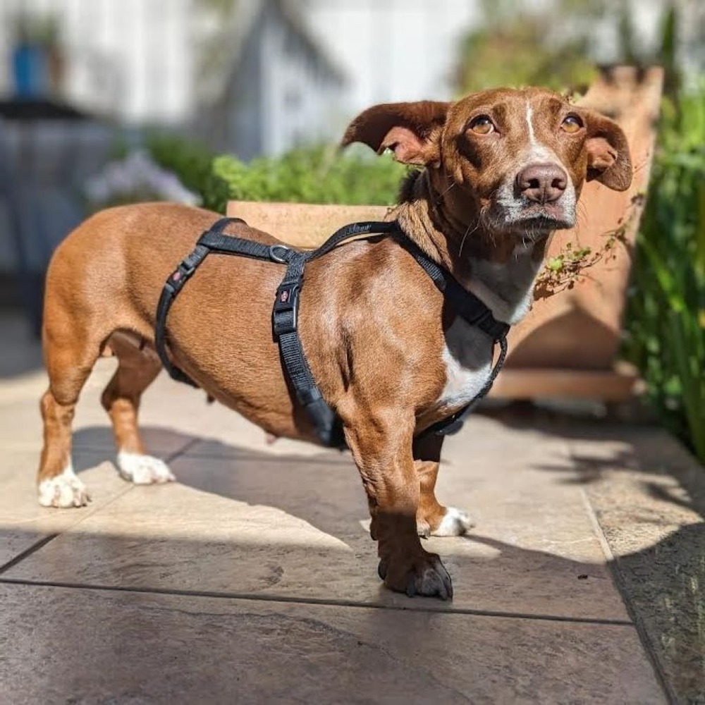 Maneto dog standing side-on outdoors