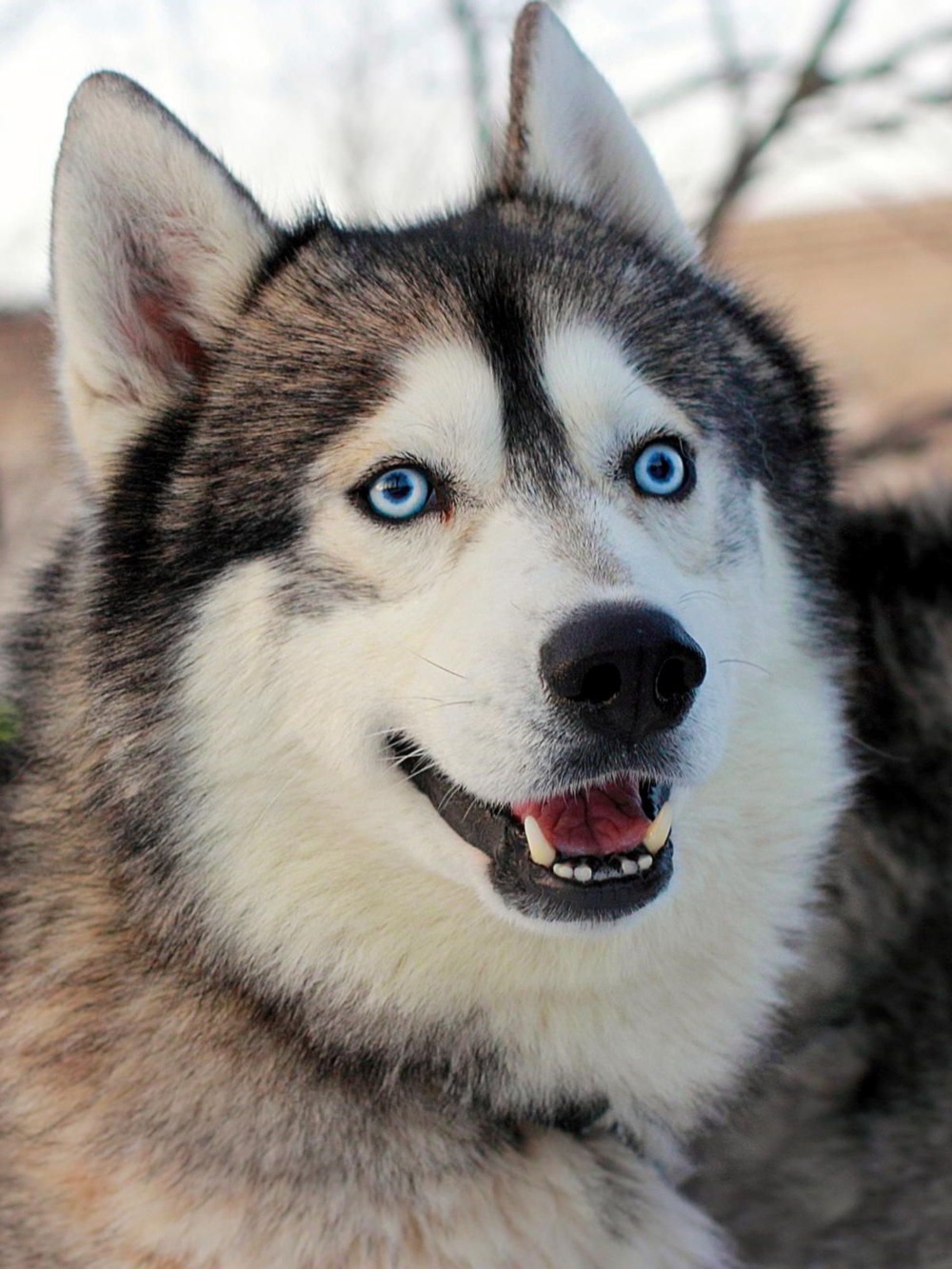Alaskan Husky resting outdoors