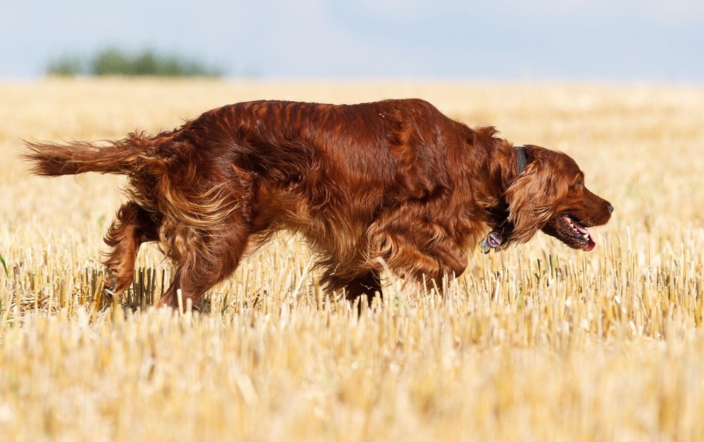 Irish Setter being brushed to maintain a silky coat