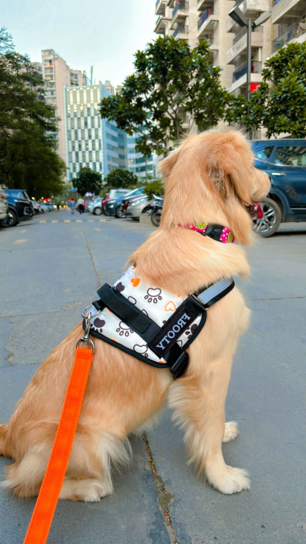 Dog on lead in a neighbourhood