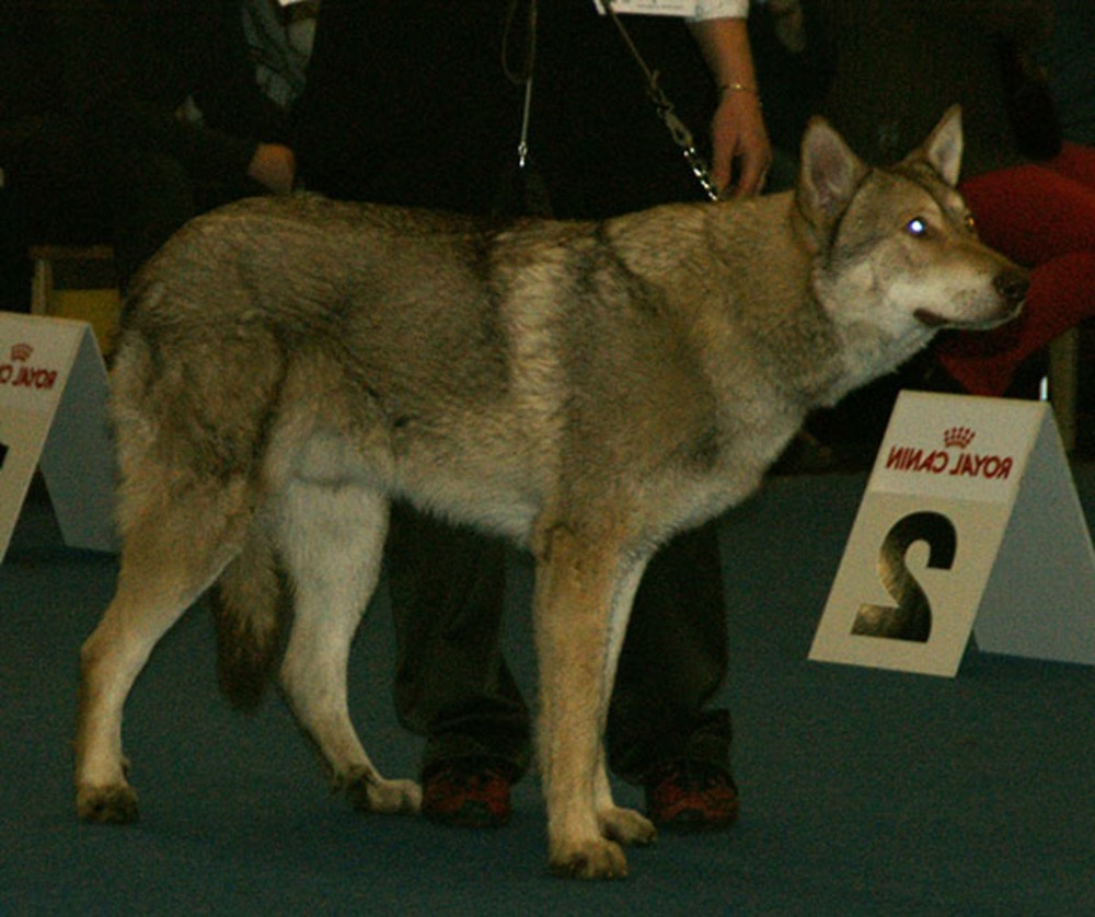 Wolf-like shepherd dog standing outdoors