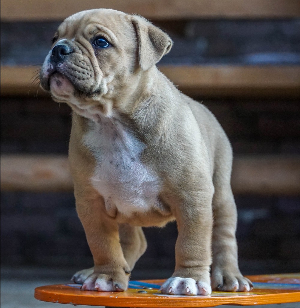 Continental Bulldog sitting attentively