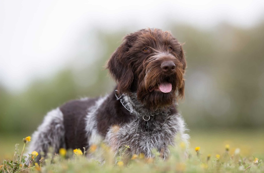 German Wirehaired Pointer standing outdoors