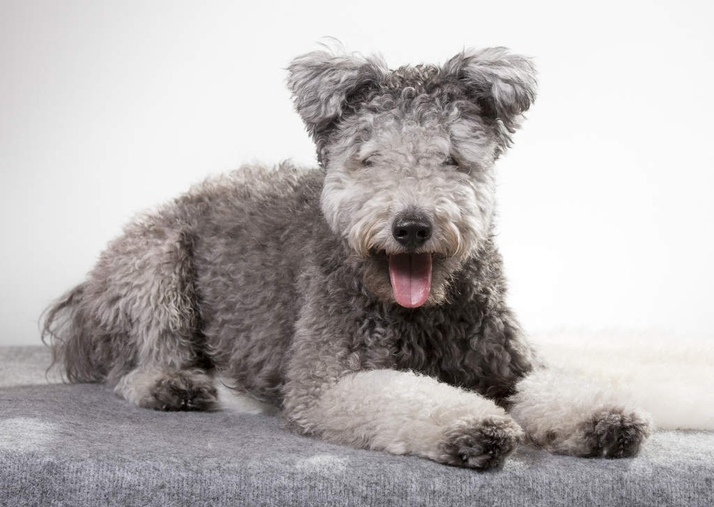 Hungarian Pumi sitting attentively, curly coat visible