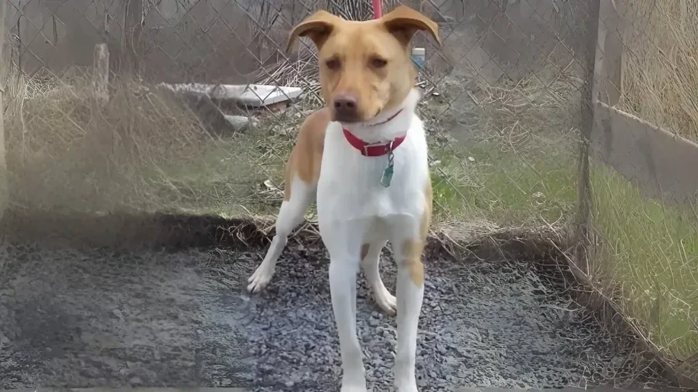 Alert small dog outdoors with ears pricked