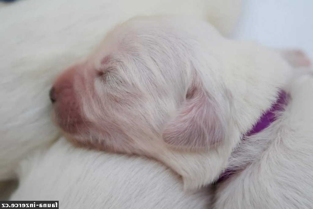 White livestock guardian dog with strong build and pendant ears