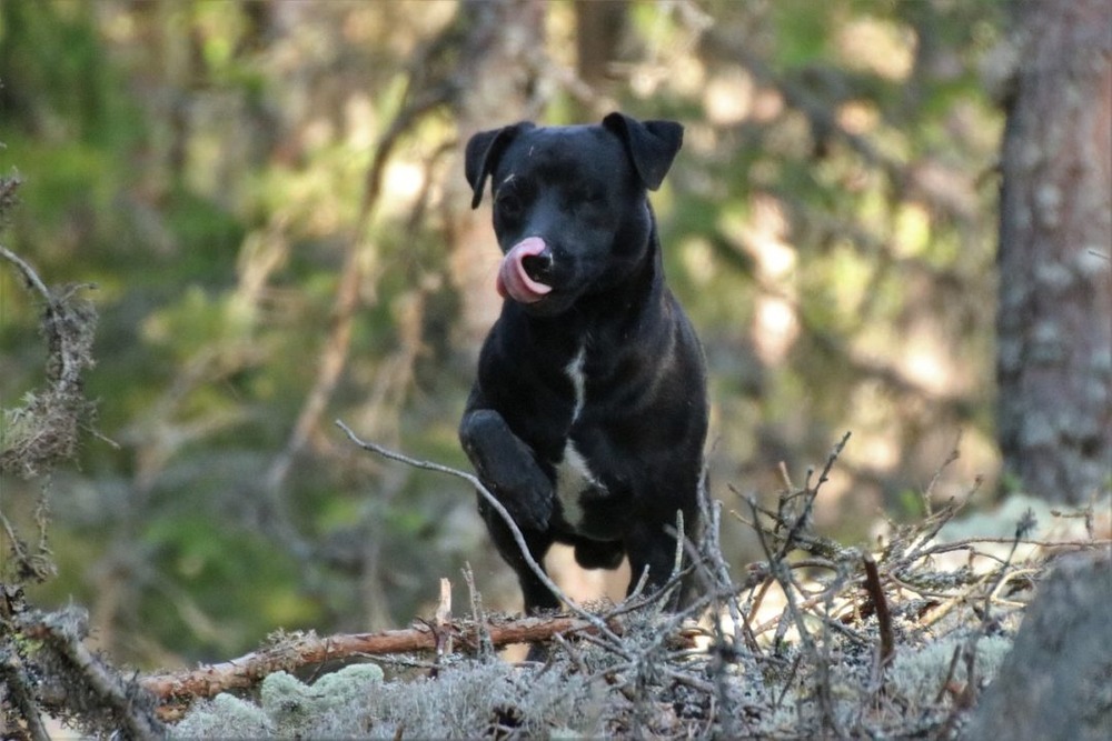 Patterdale Terrier sitting alertly