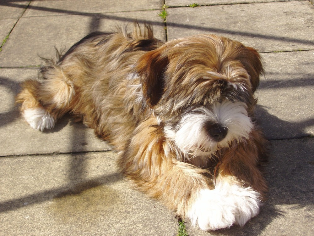 Tibetan Terrier looking to the side