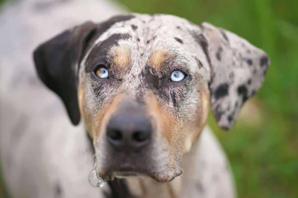 Catahoula Leopard Dog portrait with alert expression