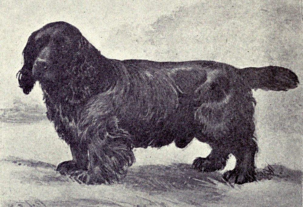 Sussex Spaniel standing outdoors