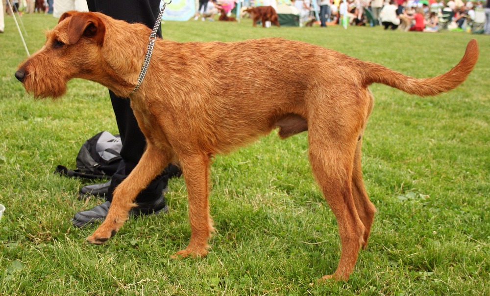 Irish Terrier standing outdoors