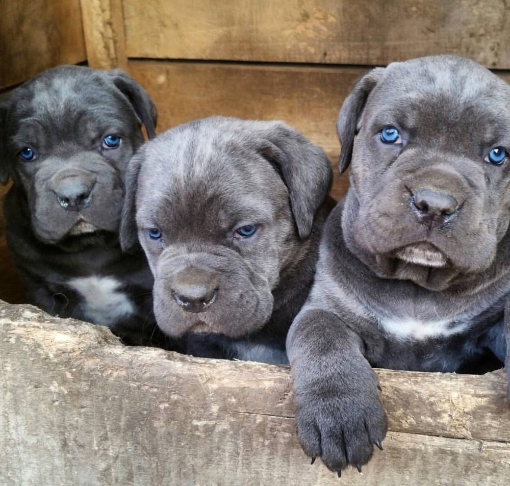 Close view of a Cane Corso head