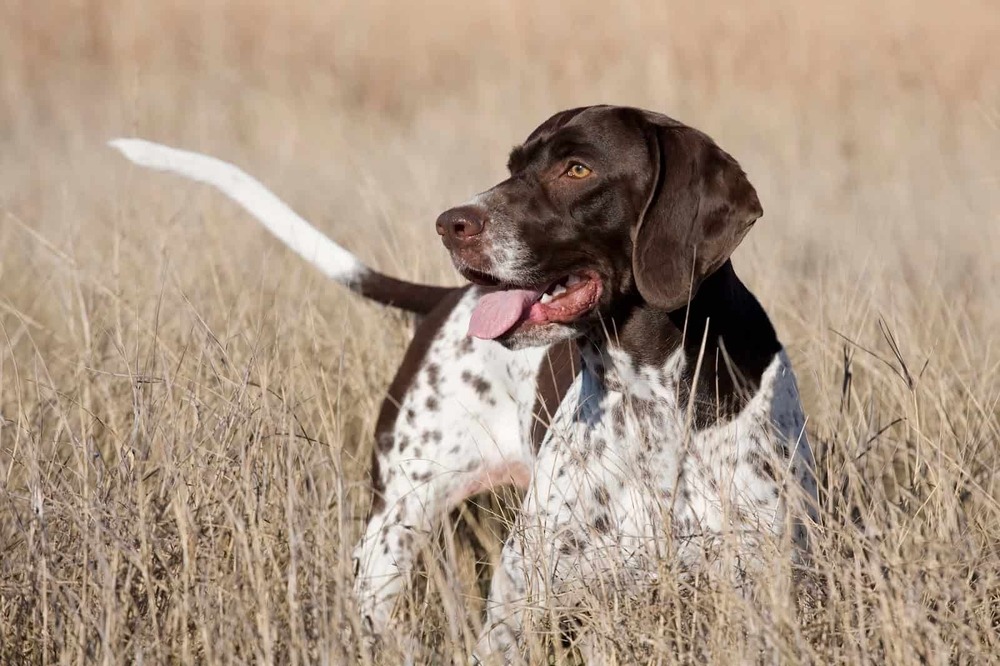 English Pointer sitting attentive in daylight