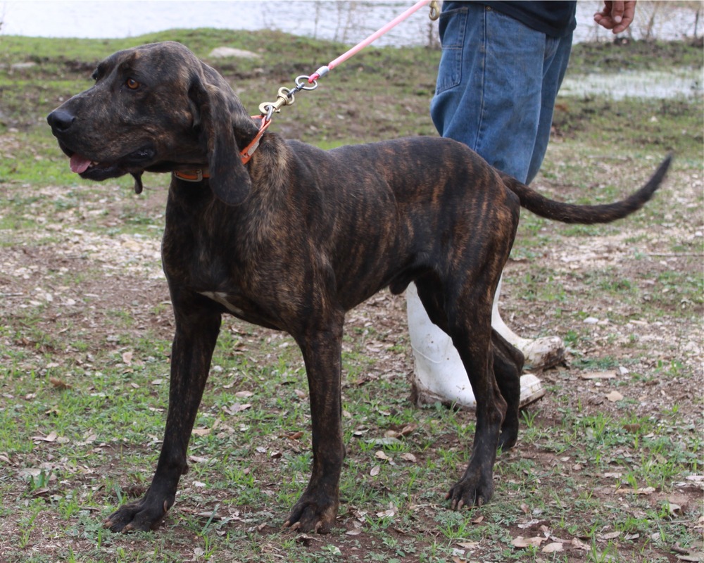 Brindle Plott Hound standing outdoors