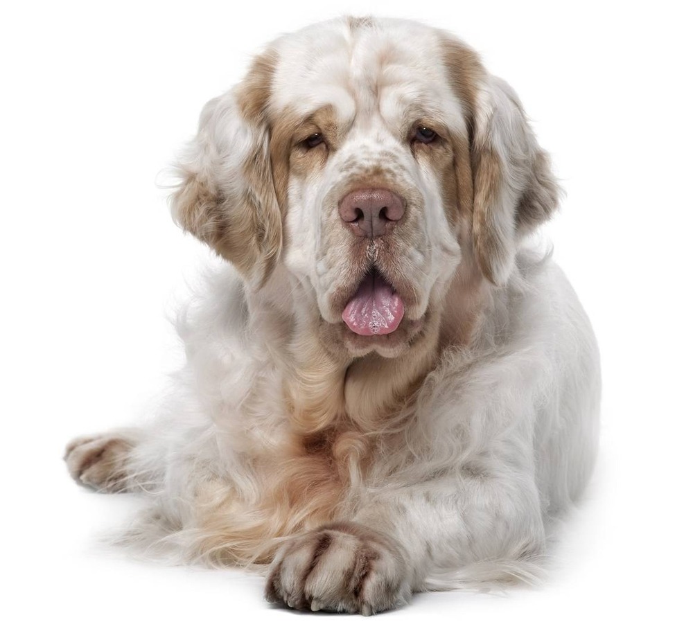 Clumber Spaniel close up of face and coat