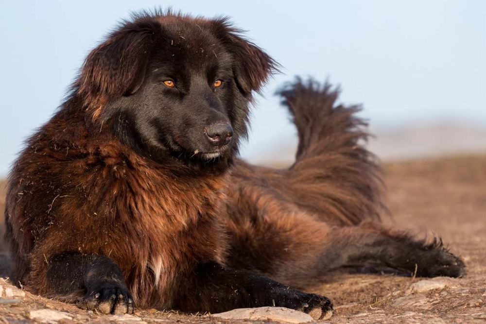 Carpathian Shepherd Dog standing outdoors