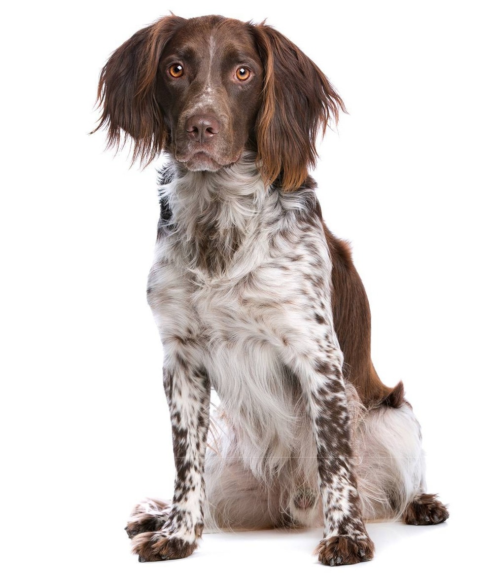 Small Münsterländer Pointer standing outdoors