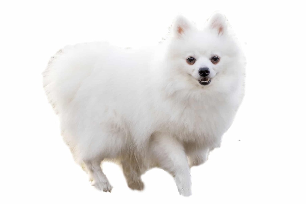 Volpino Italiano standing outdoors