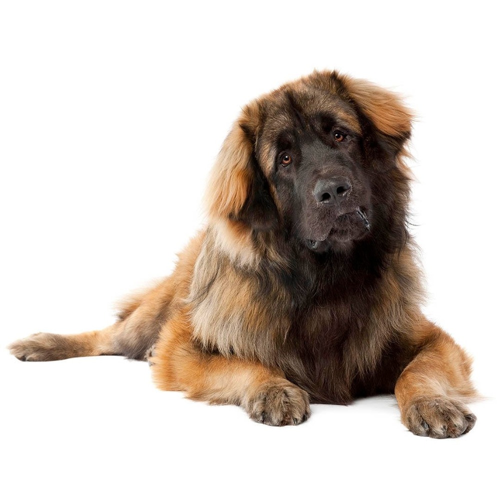 Leonberger standing outdoors, showing long double coat