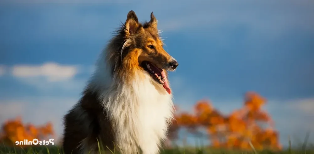 Collie coat detail showing long fur
