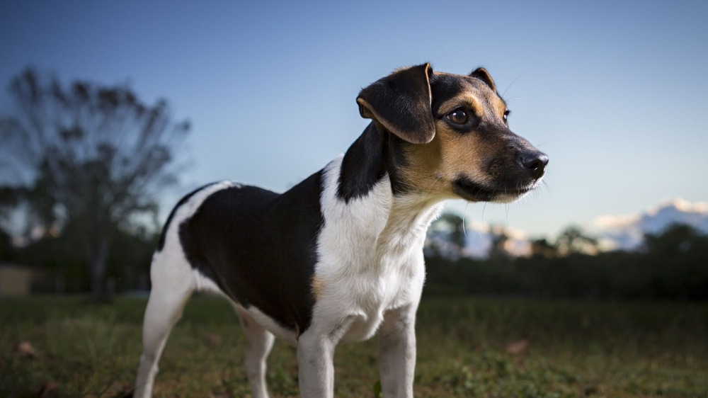 Danish-Swedish Farmdog with a short smooth coat