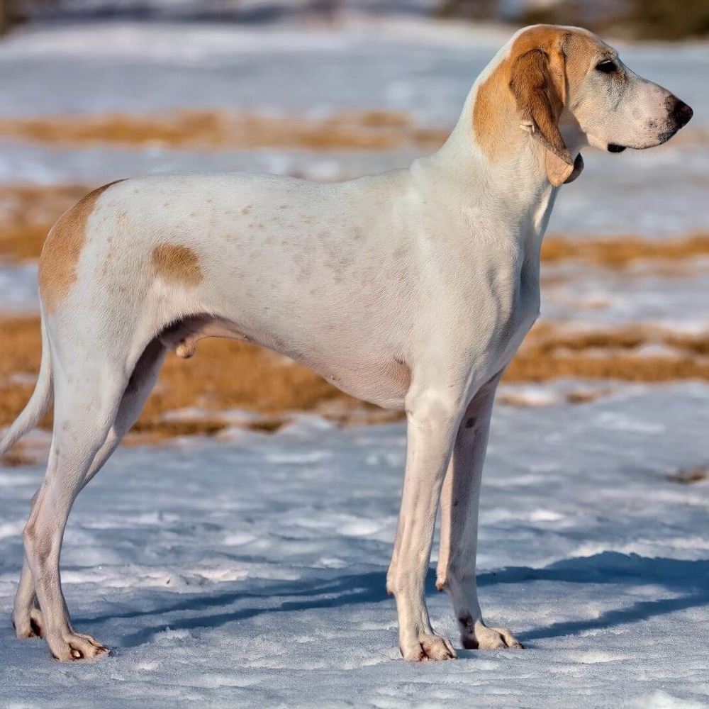 Porcelaine dog on a walk wearing a lead