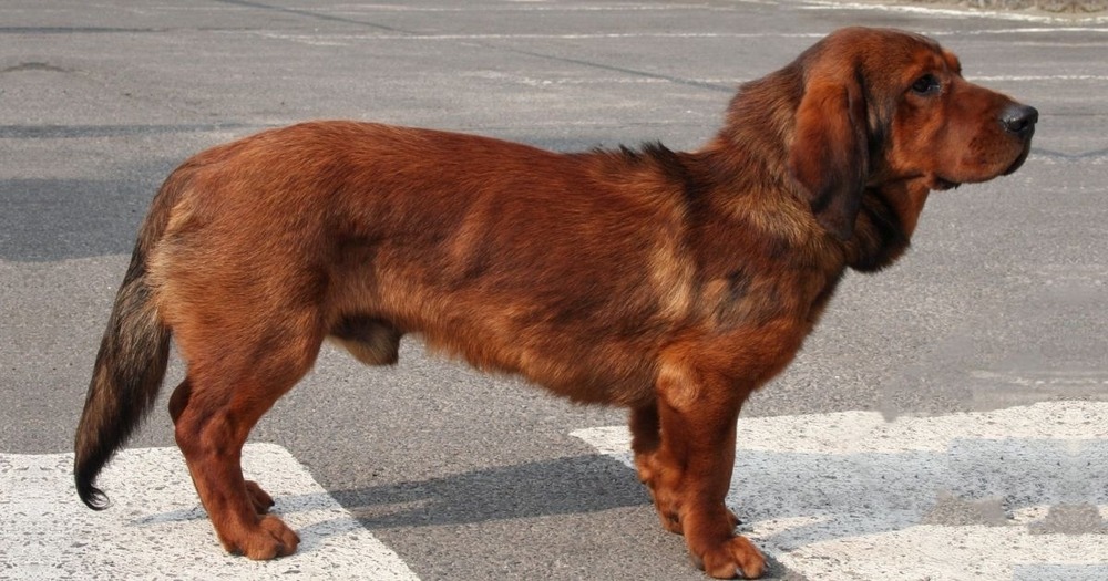 Alpine Dachsbracke close-up of coat and face
