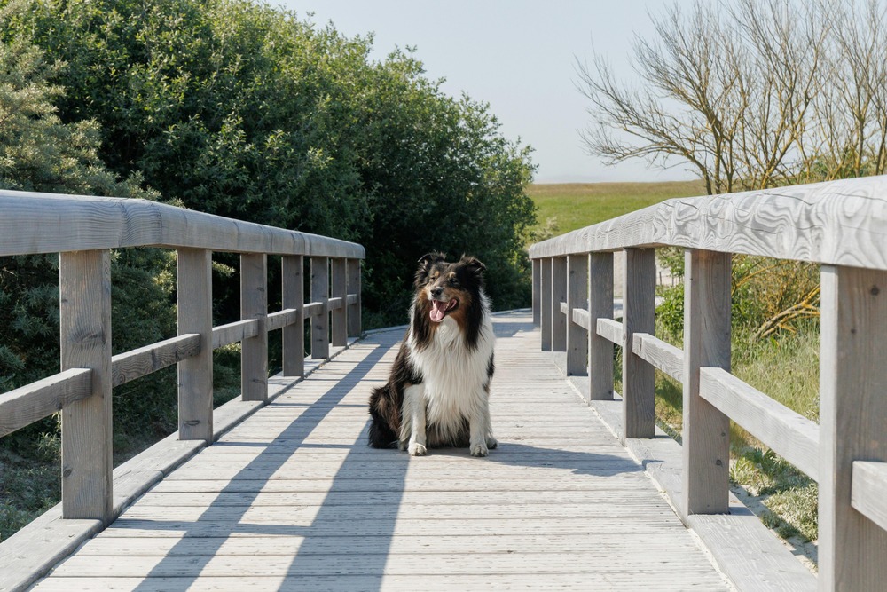 Old English Sheepdog walking on lead with a thick coat