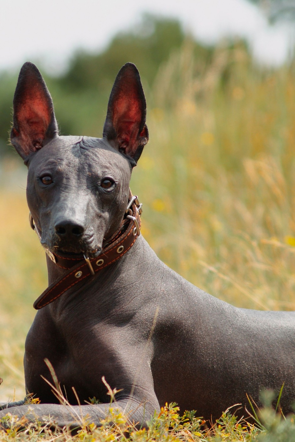 Xoloitzcuintle standing outdoors
