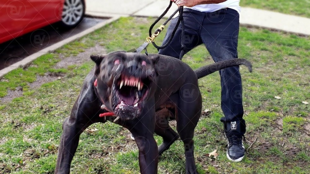 Perro de Presa Mallorquin on lead during training walk
